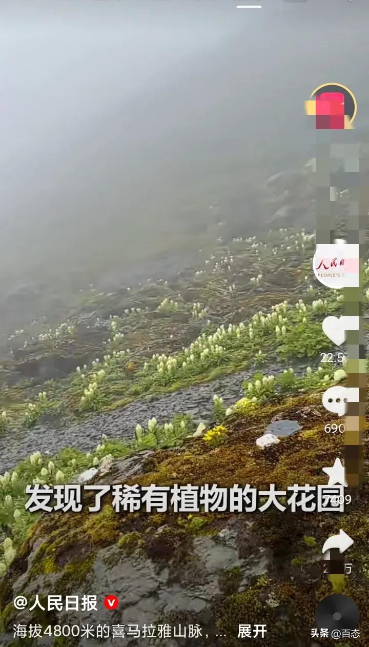 太幸运了，有网友在海拔4800米高的喜马拉雅山脉发现了稀有植物的大花园，还看到了
