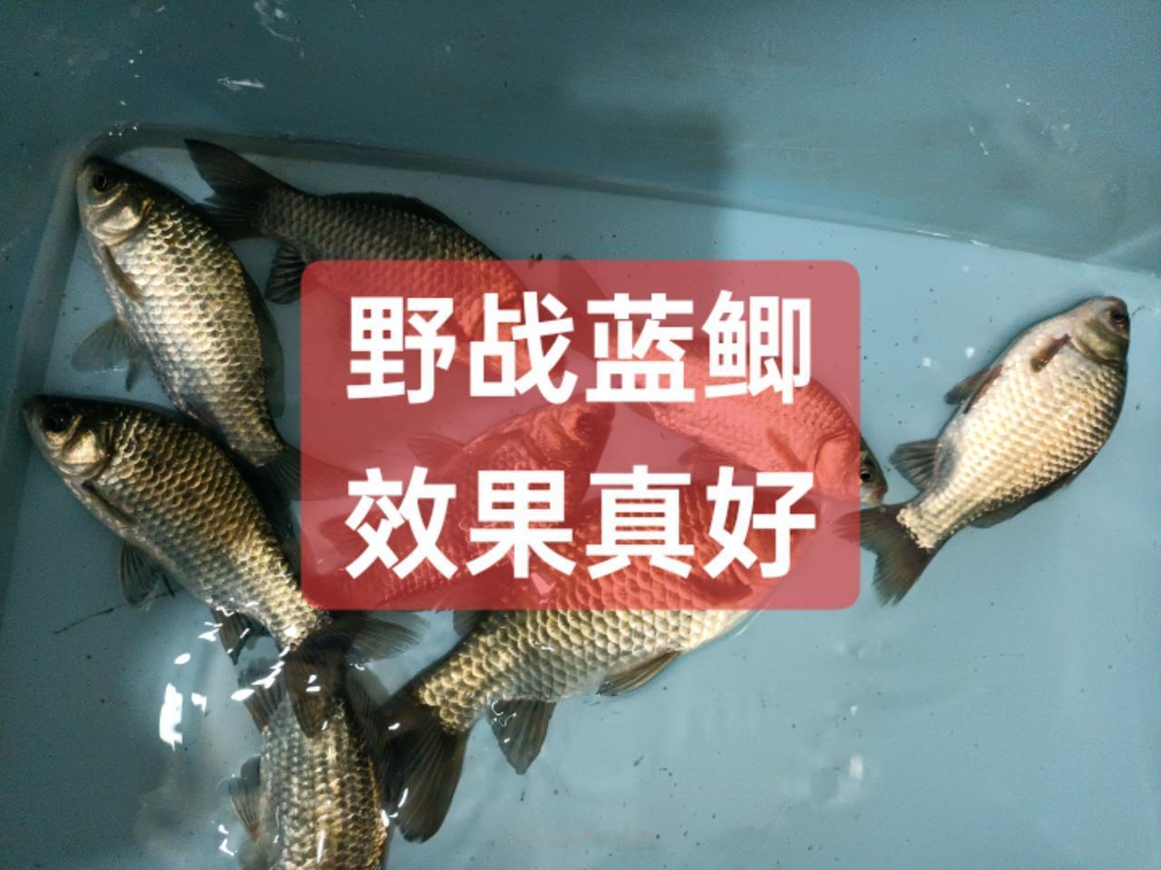 野战蓝鲫效果不错