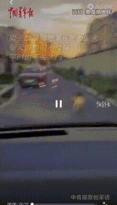 遛狗不拴绳谁能管？黑龙江大庆，一小区业主养了五六条大型犬，包括藏獒，在小区不拴绳