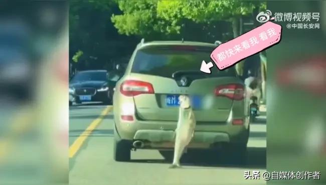 钓鱼佬炫鱼翻车名场面！红绿灯炫大鱼被交警秒关后备箱，炫技别拿安全赌
 
最近东莞