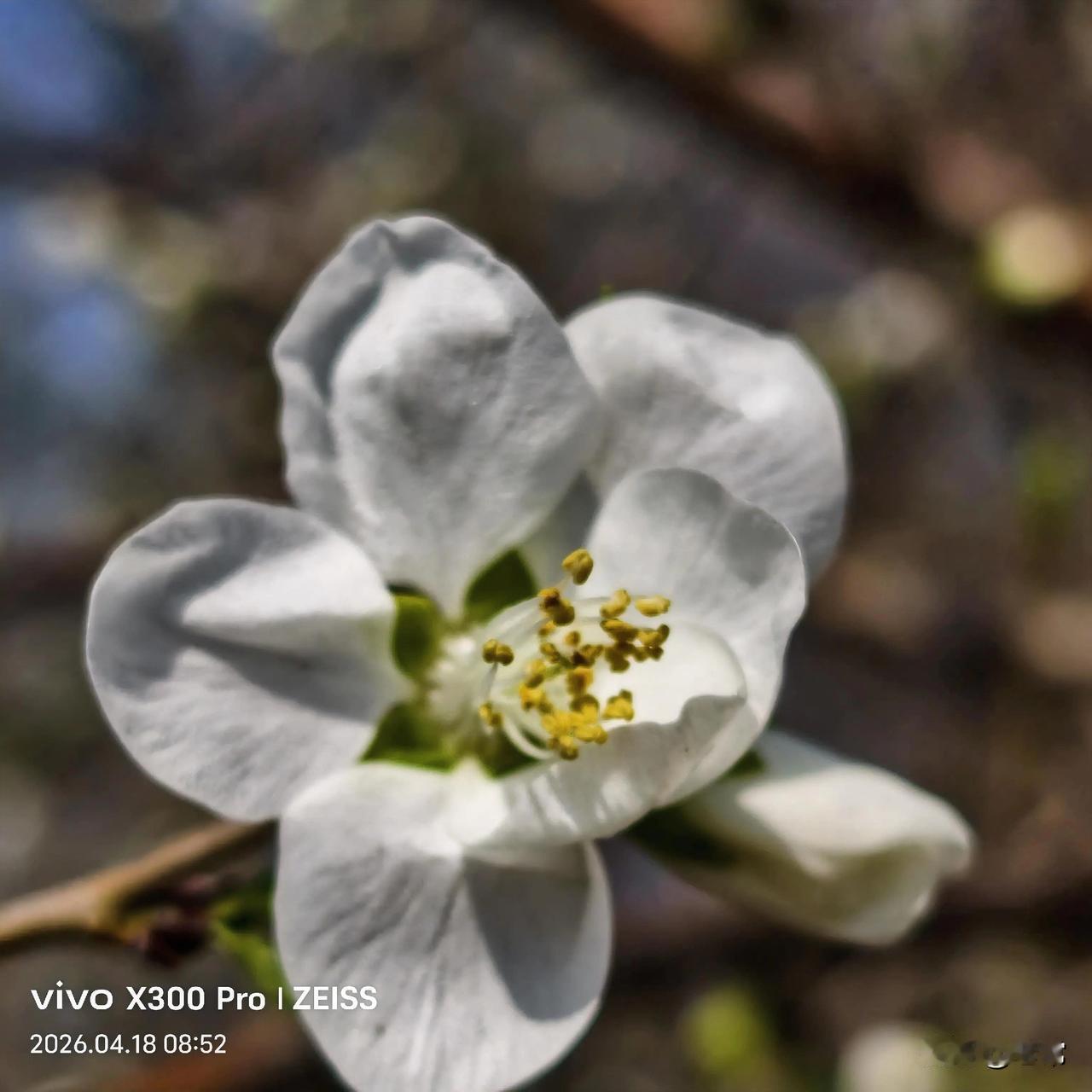 春花烂漫，每一次绽放，都是生命的热爱。
有没有漂亮的花朵图片吗 晒晒美景图片