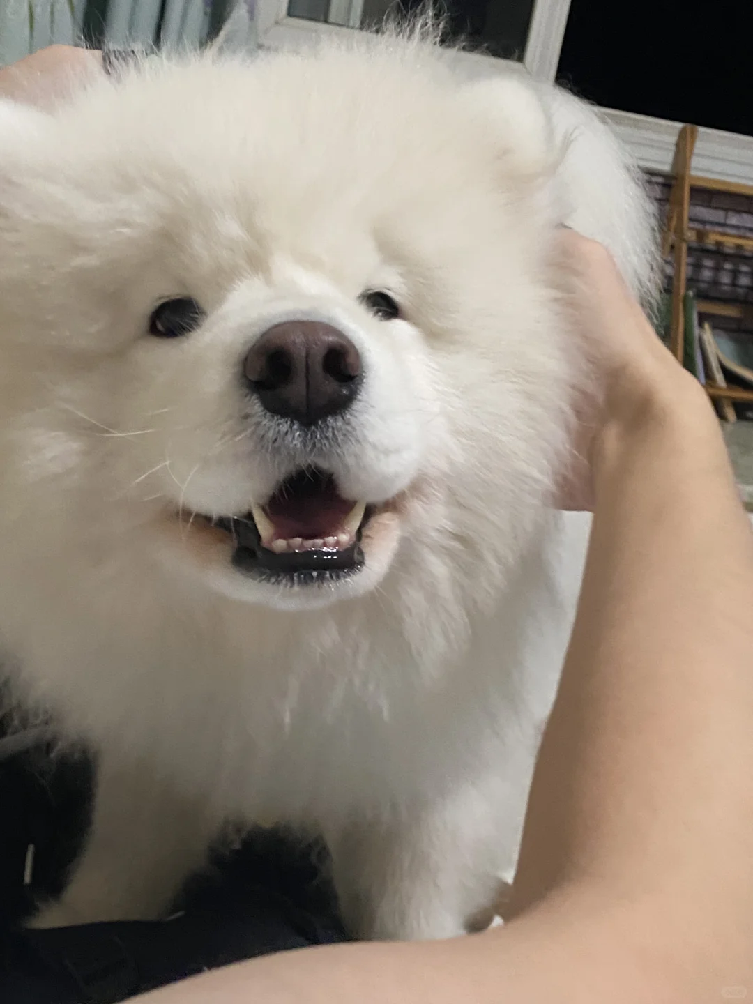 摸摸摸摸 被摸爽噜
