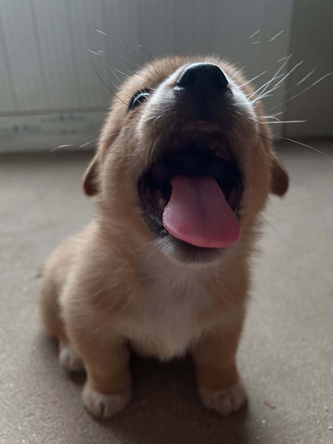 小狗，让我看看你有没有蛀牙，啊～～～ 