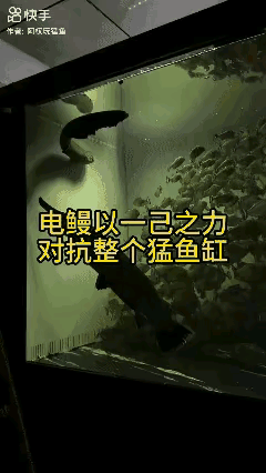 食人鱼再凶，遇上电鳗也得认栽
一放电直接全体麻翻，这才是水域真·大哥👑