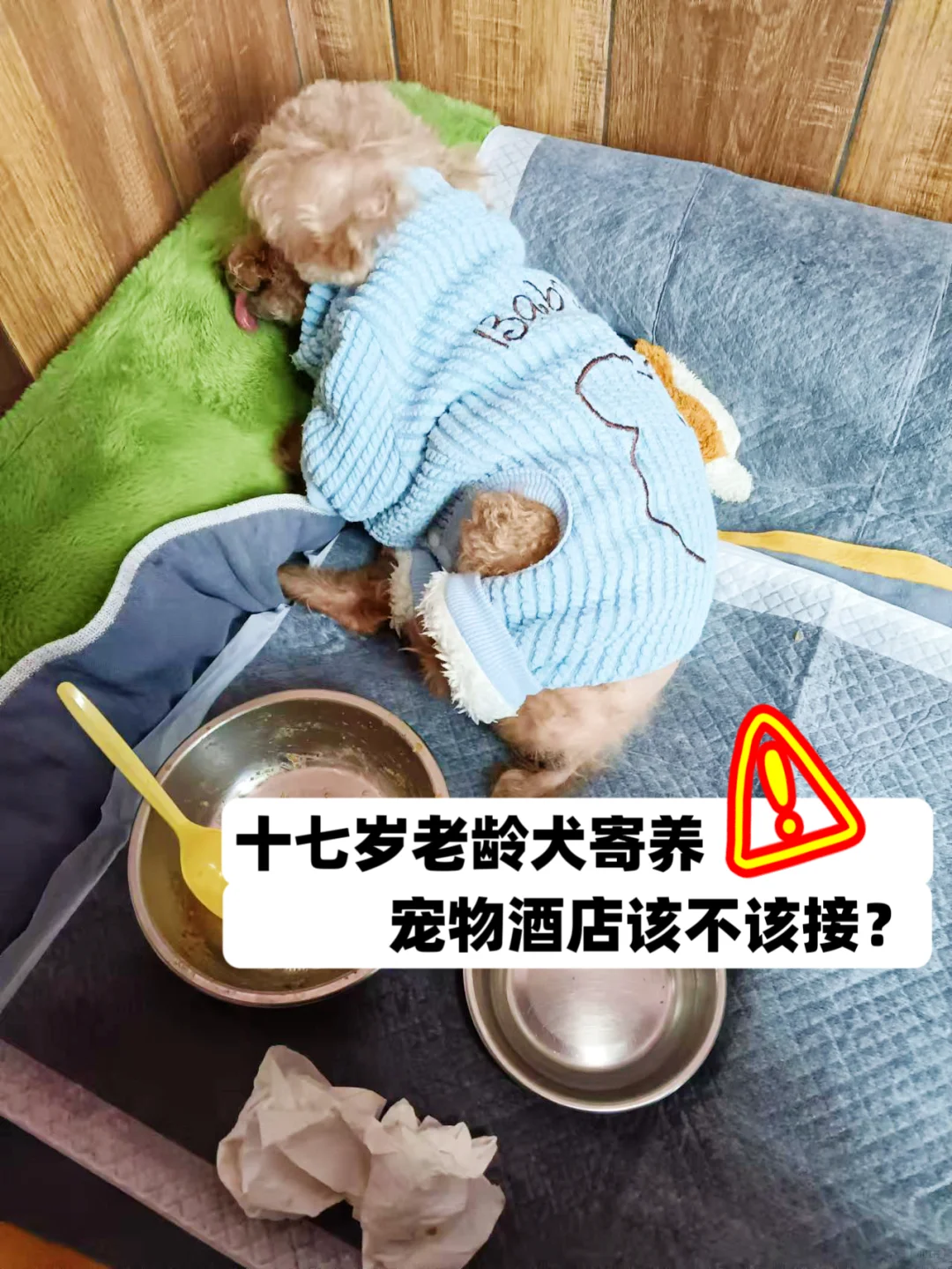 高龄犬高风险寄养|宠物酒店该不该接？