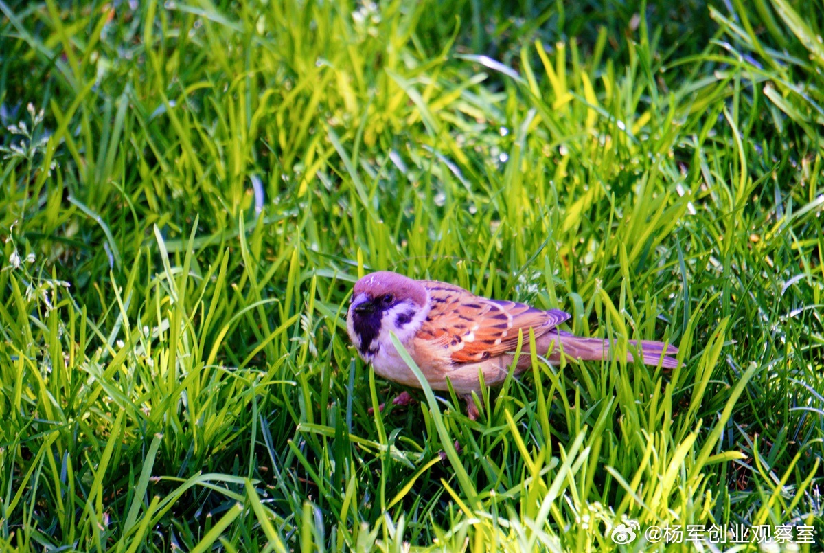 【用三角结构，将老板的“脑子”变成公司的“系统”】许多中小企业长不大，核心瓶颈是