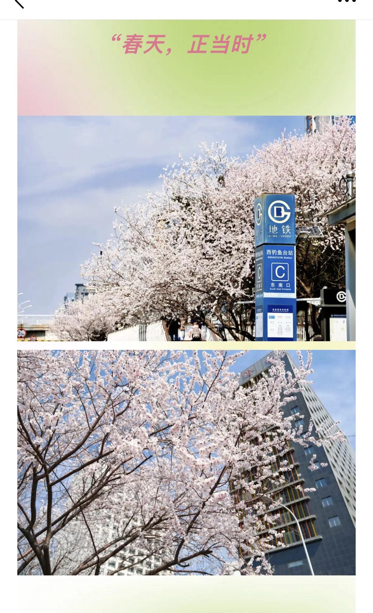 春天的时光 海淀西八里庄
图片来自@北京海淀公众号

桃之夭夭，灼灼其华
—— 