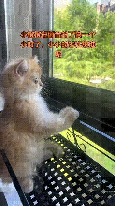 作为养猫人，刷到这个视频真的被吸引住了，看了好几遍。小橙橙在窗台站了快一个小时，