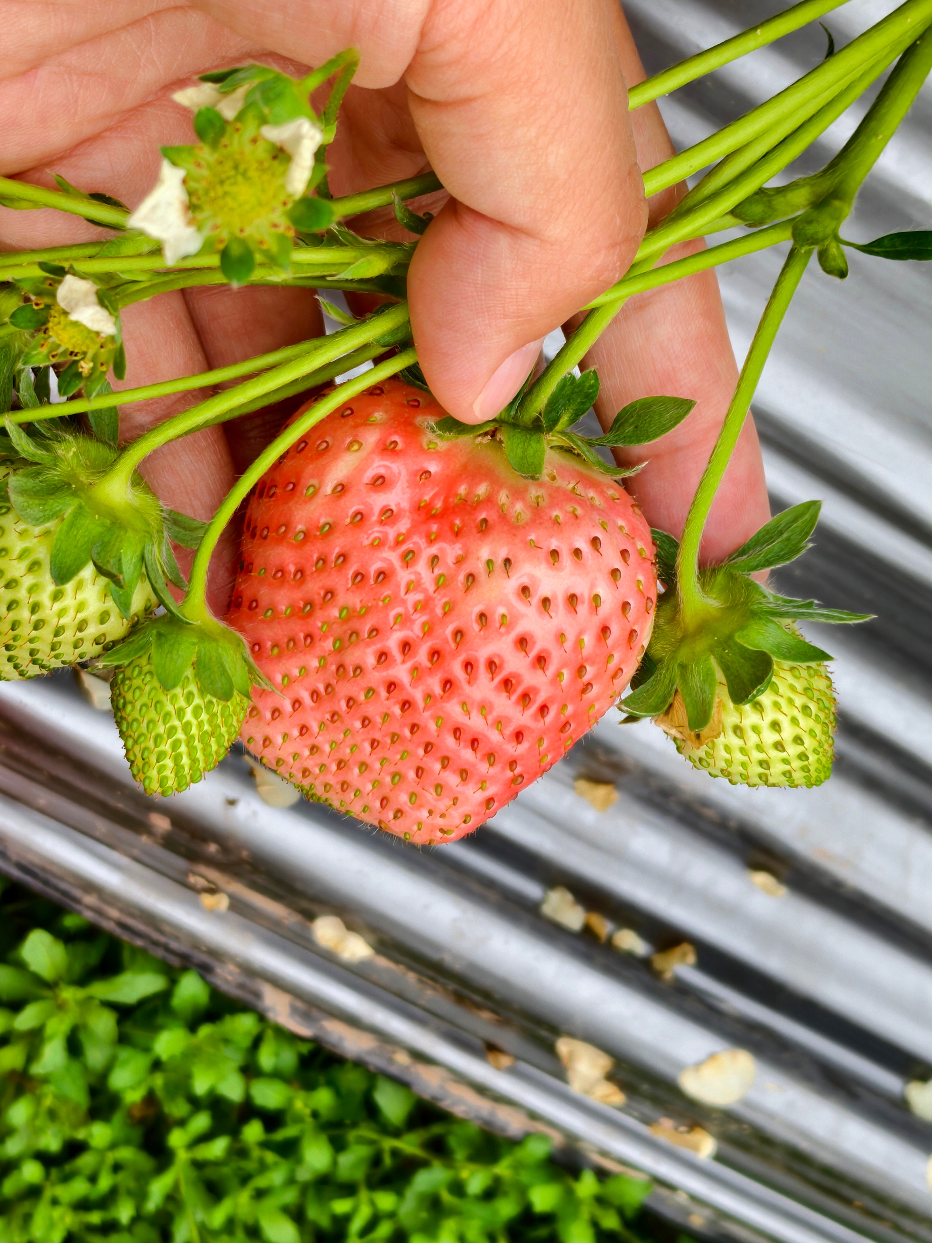 过年回家肉吃多了，来摘点草莓，午餐就吃这个了。 