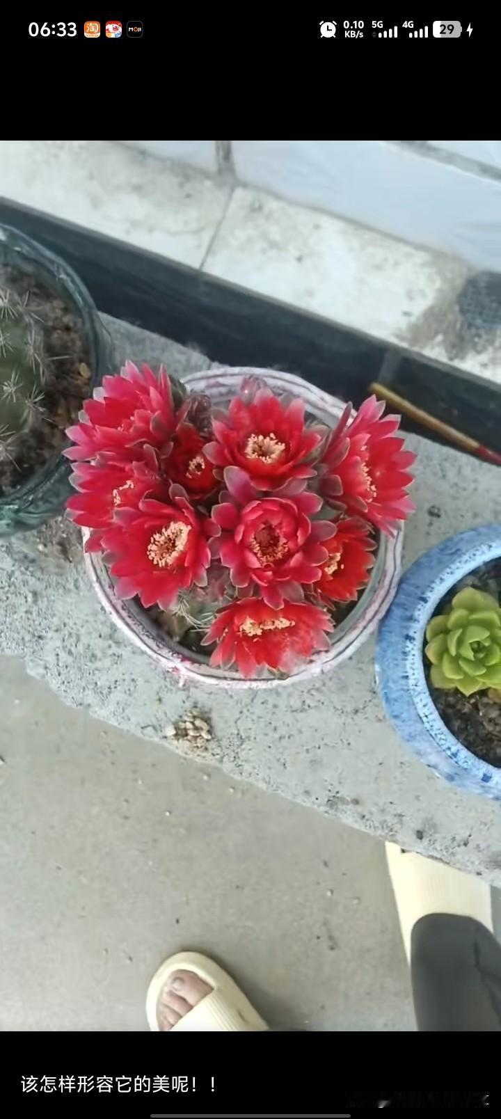 这个老顽固我都养了好几年了，今年它突然就想明白了，竟然开花给我看，都说仙人球开花