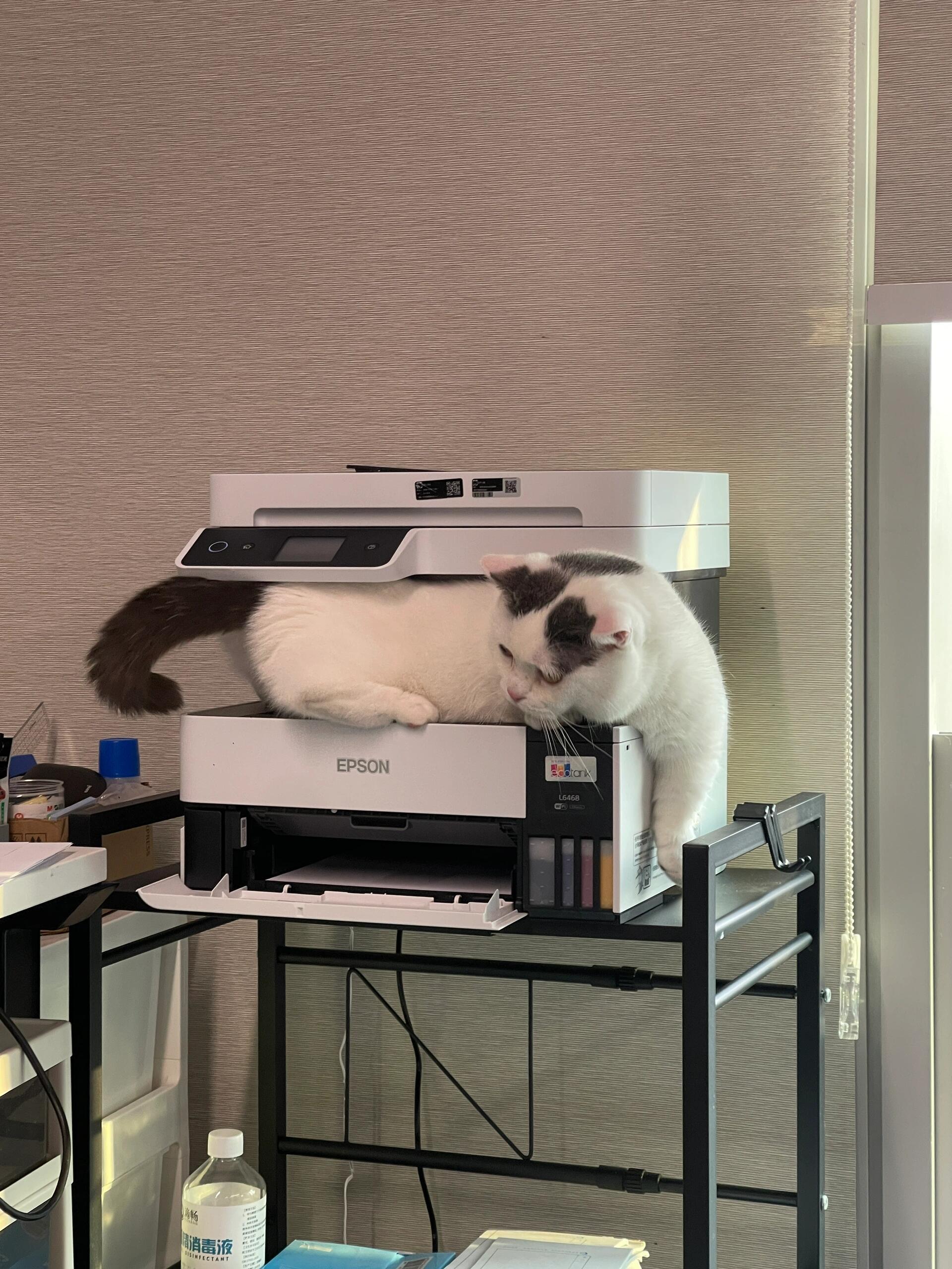 🐱同事被打印机卡住了怎么办