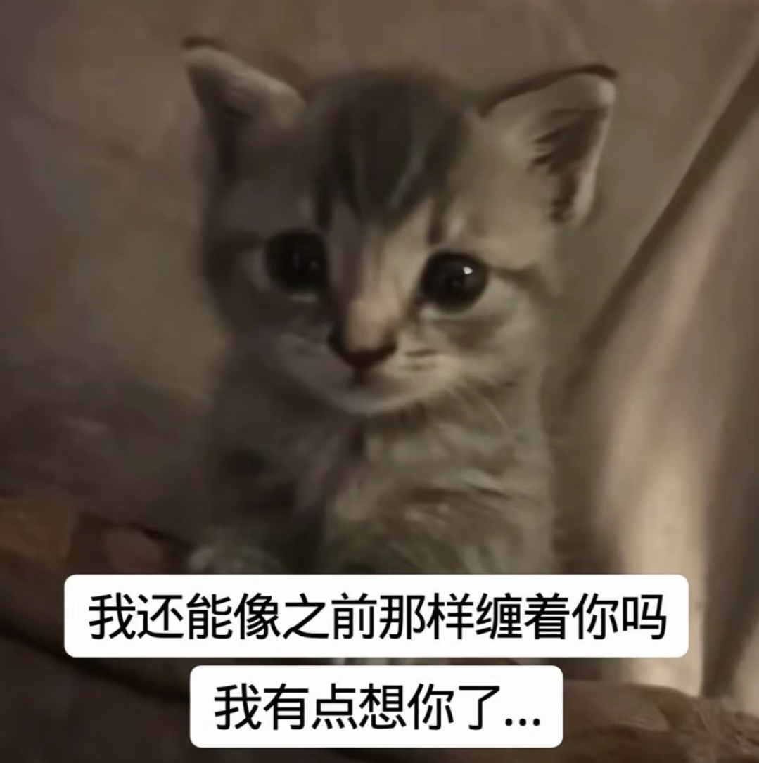 猪鑫24年中旬概念 
