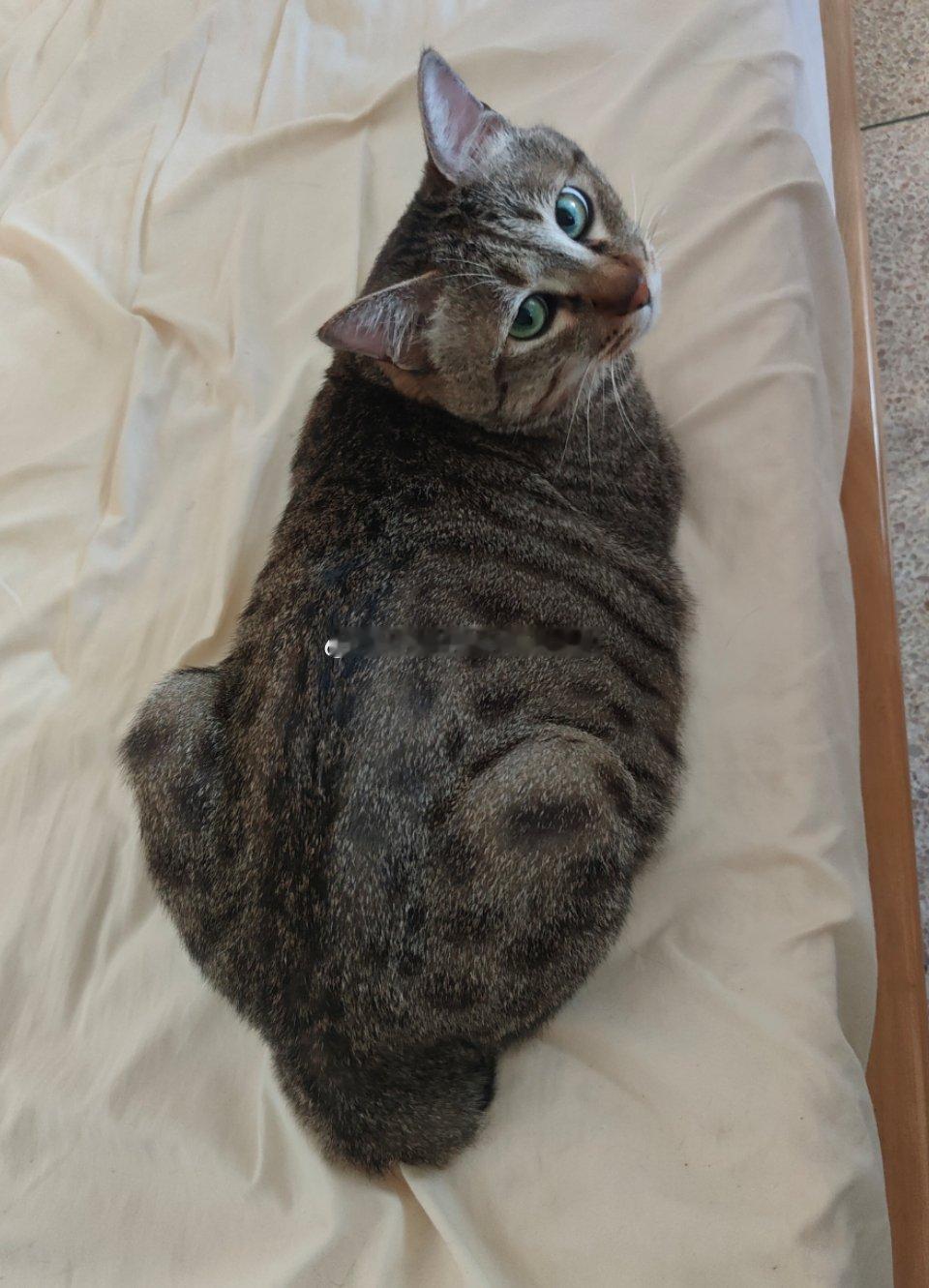 如果世界上没有猫猫要怎么办对啊。没有猫猫怎么办？压力往哪里发泄上一天班，回家开门