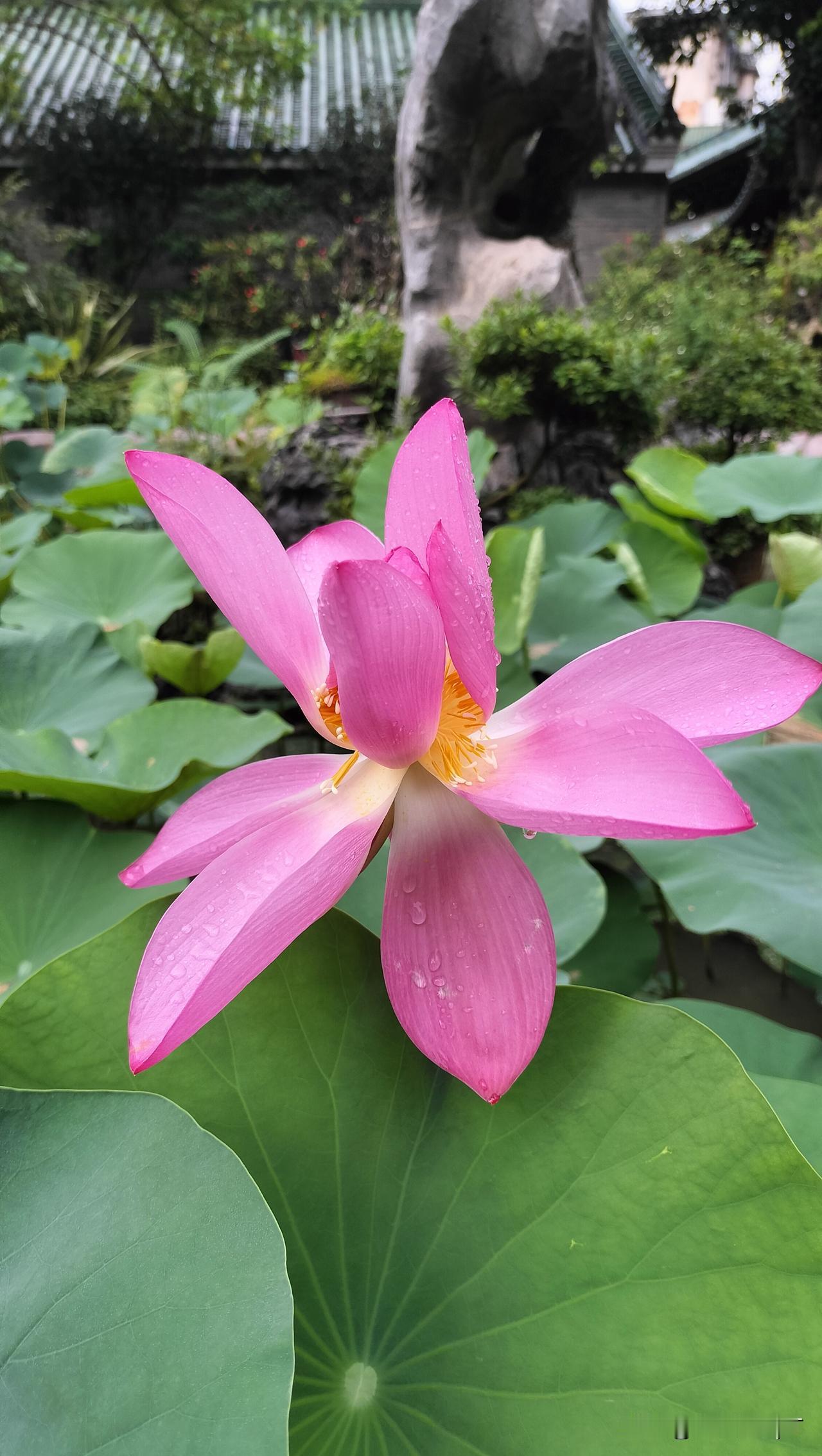 古莲花池景点打卡工作原因，有两天没来。今天进门一看：海幢寺莲花池猛虎回头石旁的宋