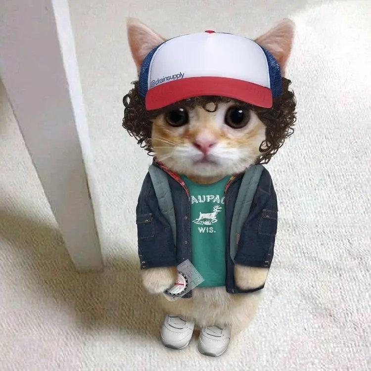 动物奇遇记动物奇趣  这些被P成《怪奇物语》角色的小猫咪也太会了吧！戴彩色小辫子