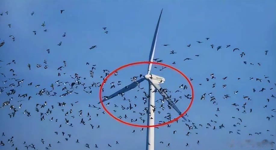 鸟类保护：AI技术让风机“主动避鸟”早期风机确实可能对鸟类造成伤害，但现在我国已