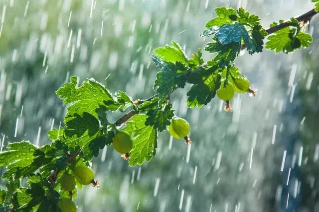 五律：夏雨宅思

冥冥夏雨长，声碎点高杨。
洗叶丝斜露。吹窗湿绿香。
时余斟茗饮
