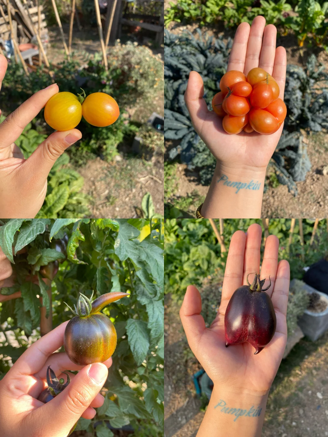 真的很喜欢这些奇奇怪怪番茄🍅～