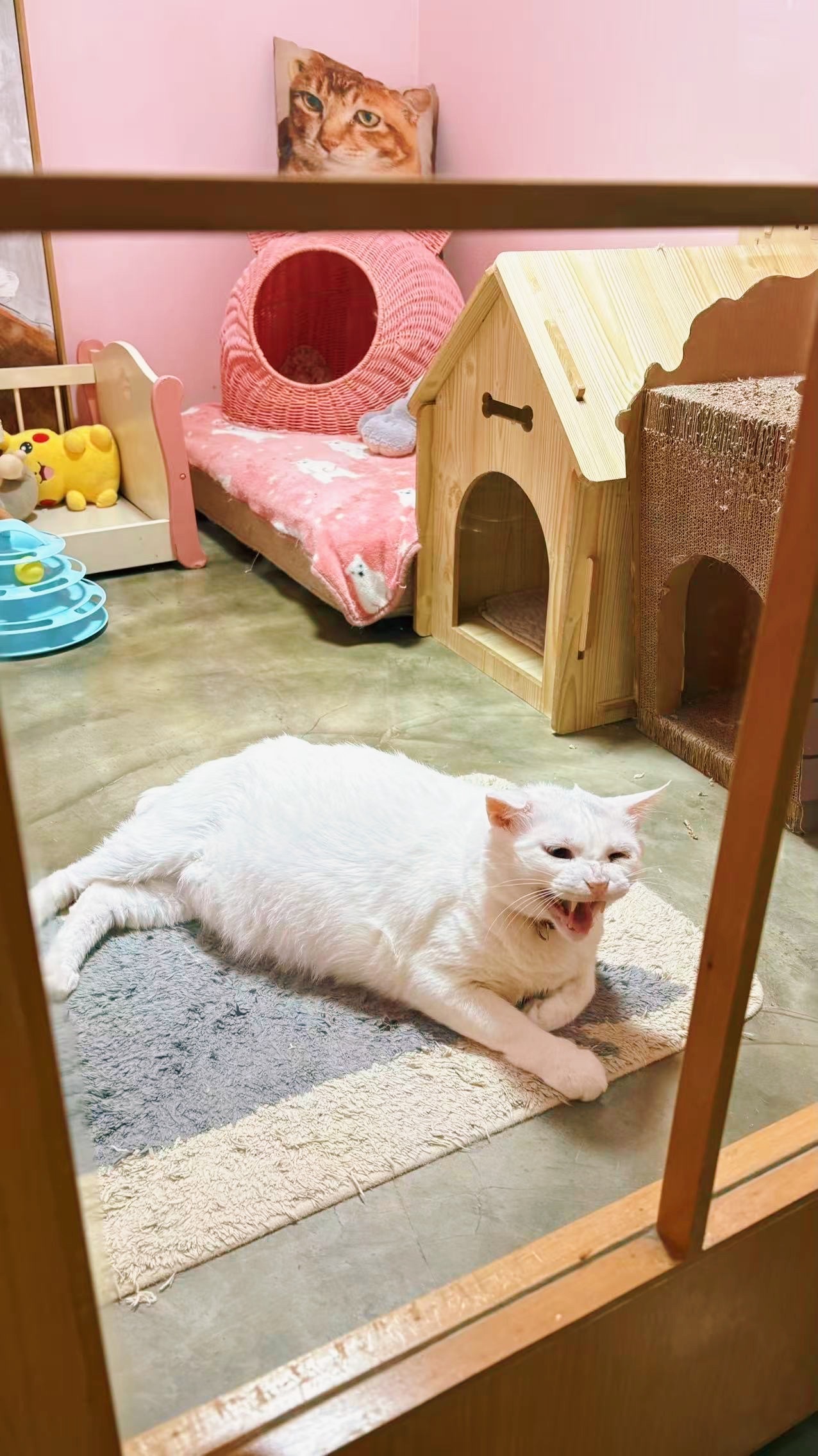 当你在办公室里养了只猫那小日子可过得太爽了，随时被毛茸茸包围。[么么哒] ​​​