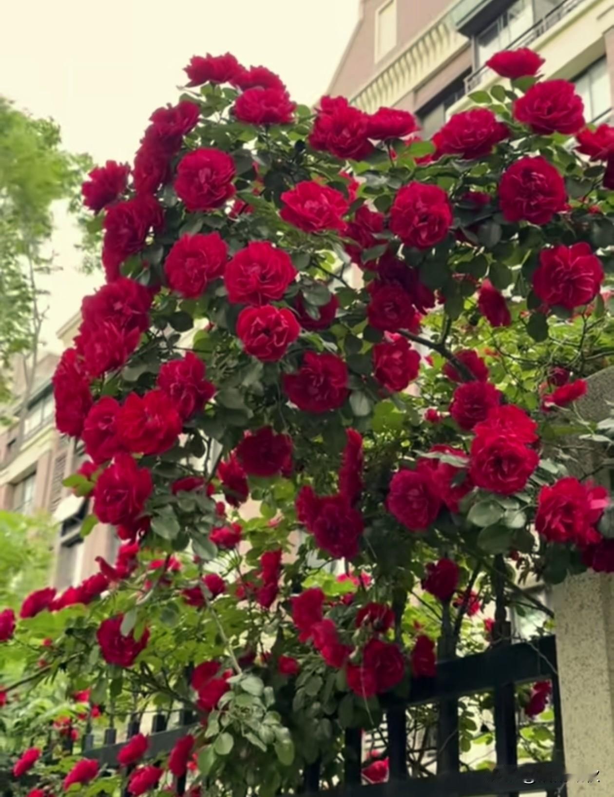 ╭───♫ ♬ ♪───────╮
❥   🌱 风有约，花不误，
      