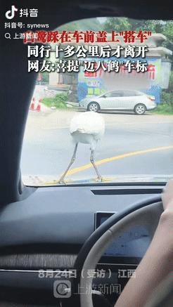 “这就是缘分！”江西一男子驾车途中，看到有只“白鹭”停在路中间后，就停下来想让它