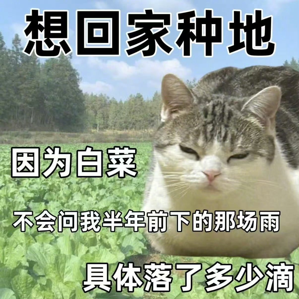 终于懂为什么年轻人想回家种地了职场打拼，付出未必都有回响，而土地从不会辜负耕耘。