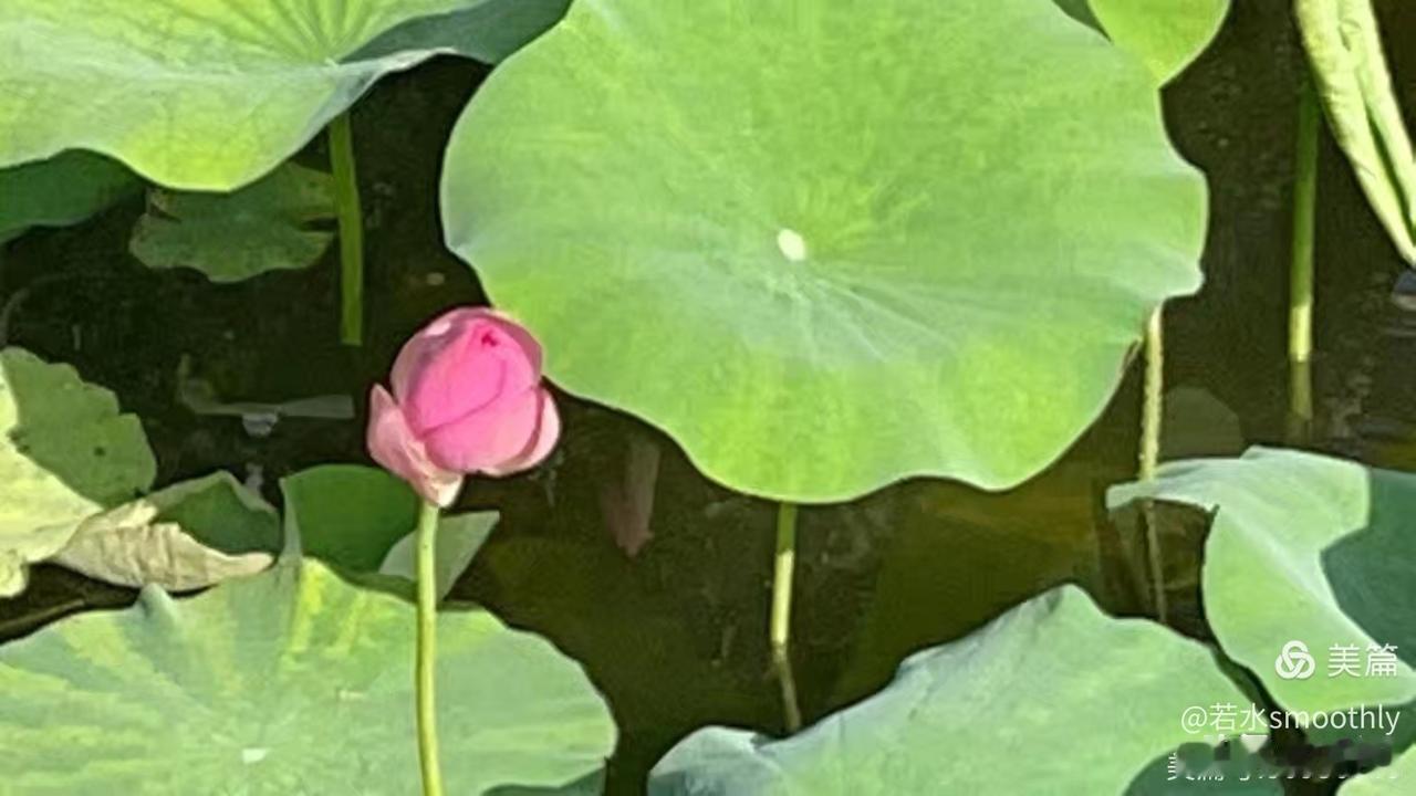 【长相思•熏风吹】
熏风吹，柳丝垂，
仲夏来临麦浪堆。
枇杷风雨推。
山花催，子