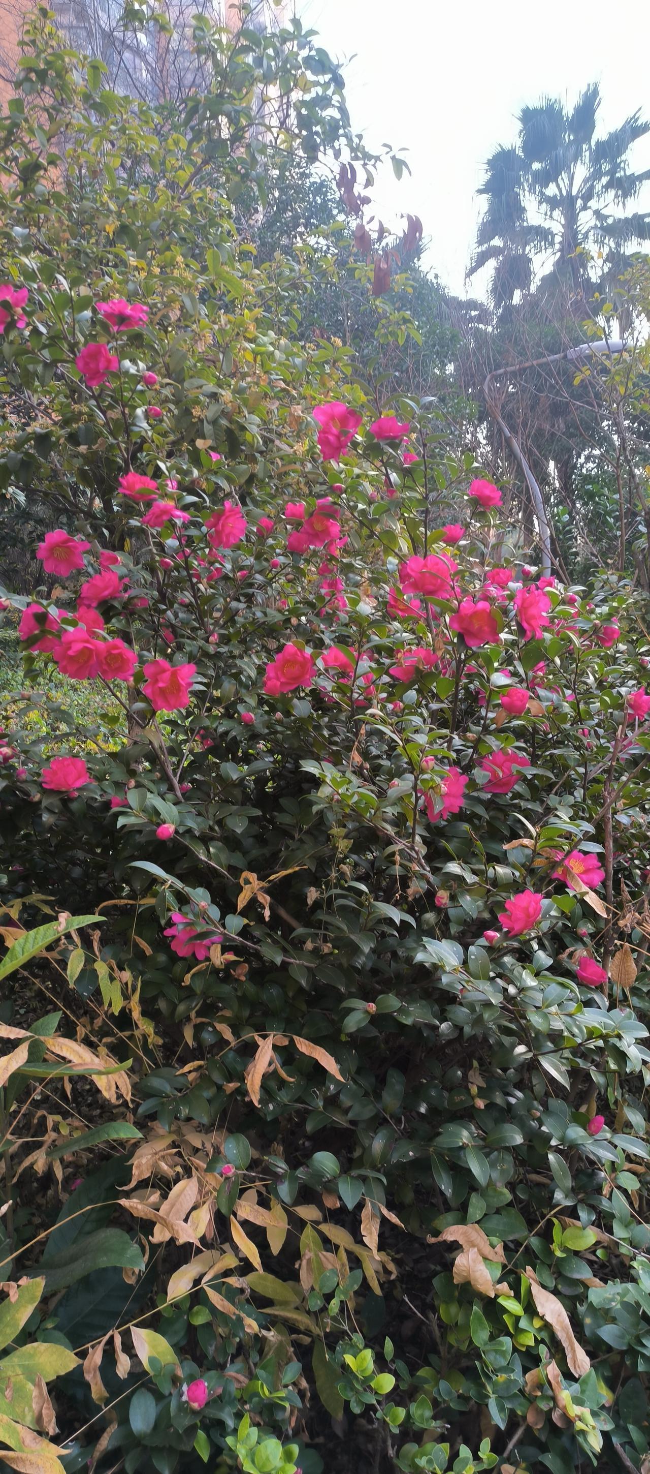 迎风斗霜更争艳
去到小区绿化地散步中，蓦然发现一片艳红，一株山茶花绽开满树花朵，