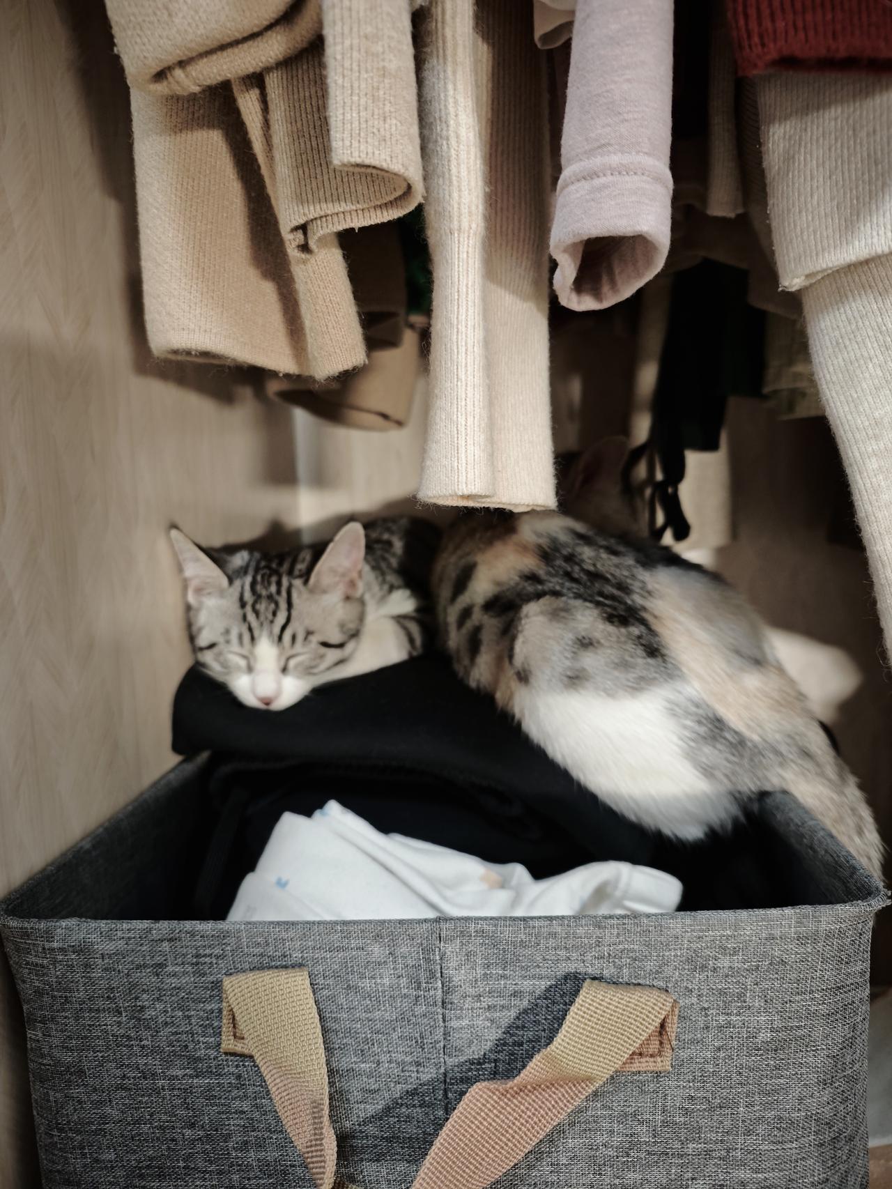 小老大和小老三突然不见了，刚才还在客厅玩纸袋子，我知道它们应该在哪里睡着了。
床