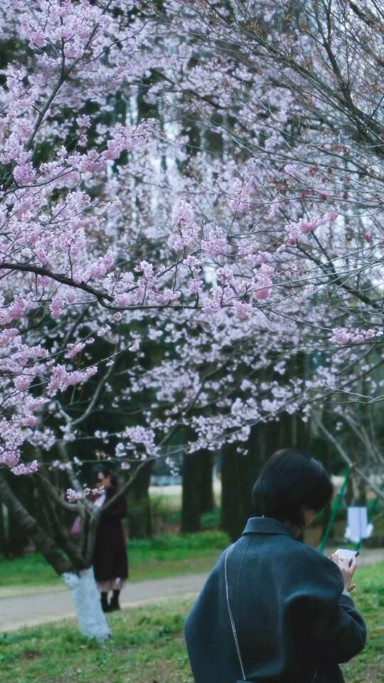 3.4植物园樱花开了 live像日剧🌸🌸🌸