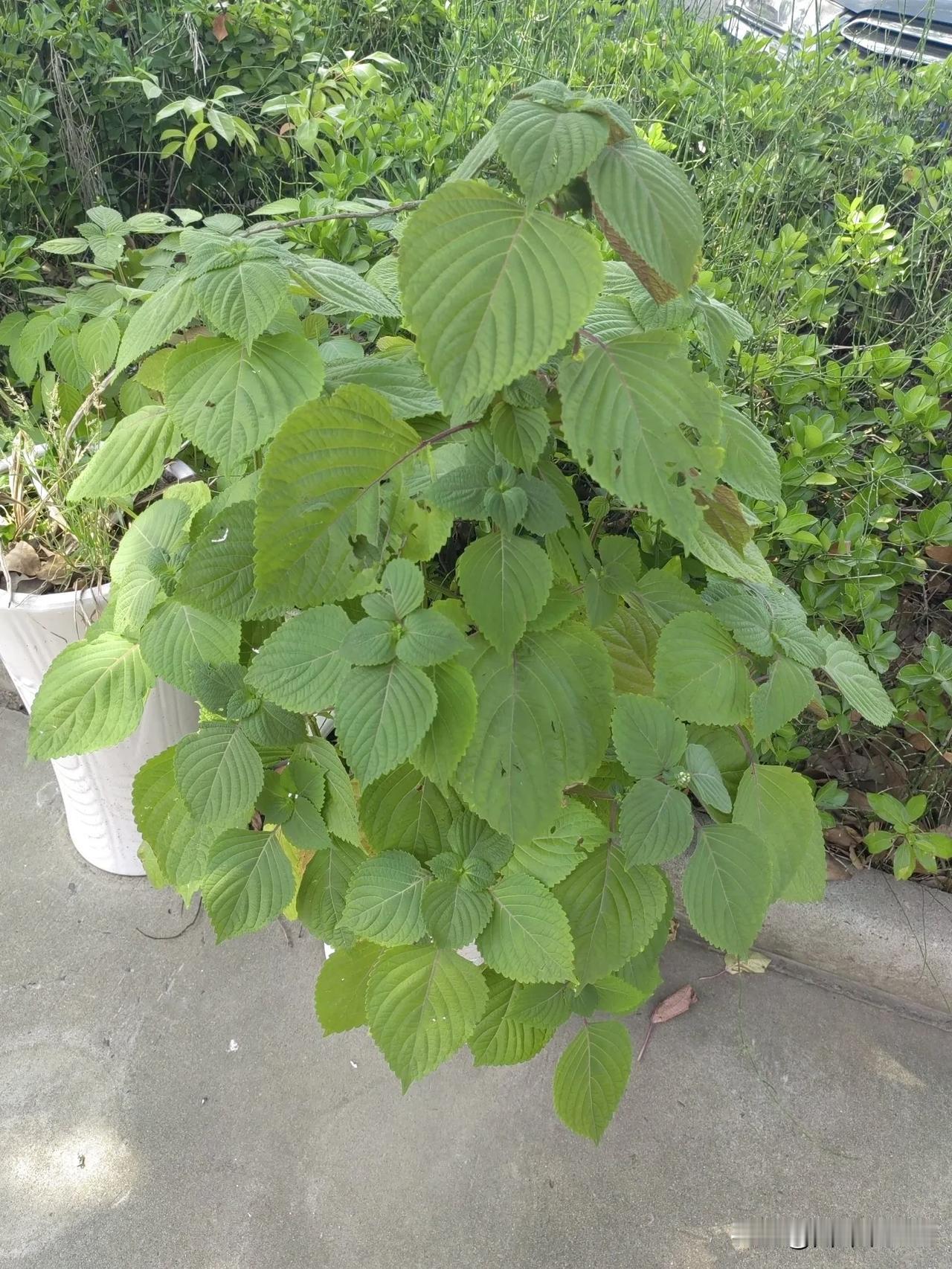绿意盎然的植物，生机勃勃的自然之美。