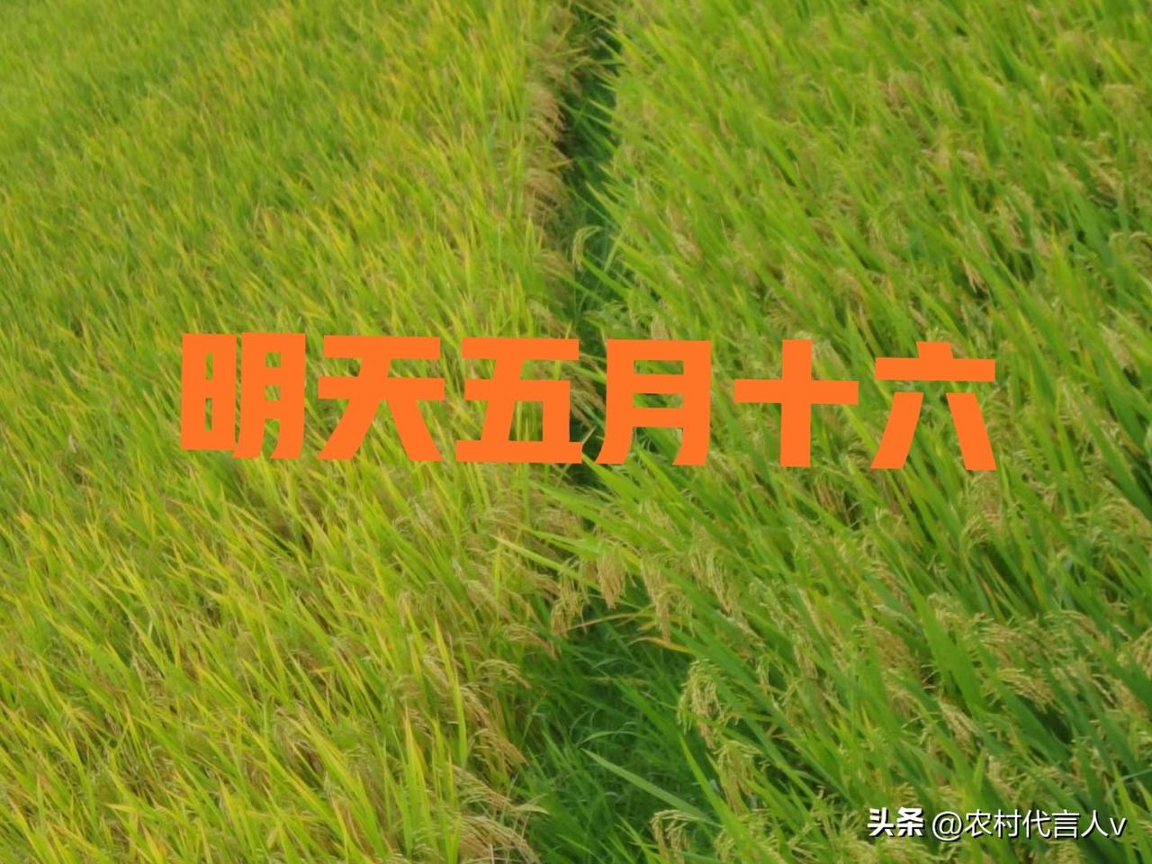 明天五月十六，记住：3做，2不做，心气平稳少心慌上火
 
农历五月十六，月亮从最
