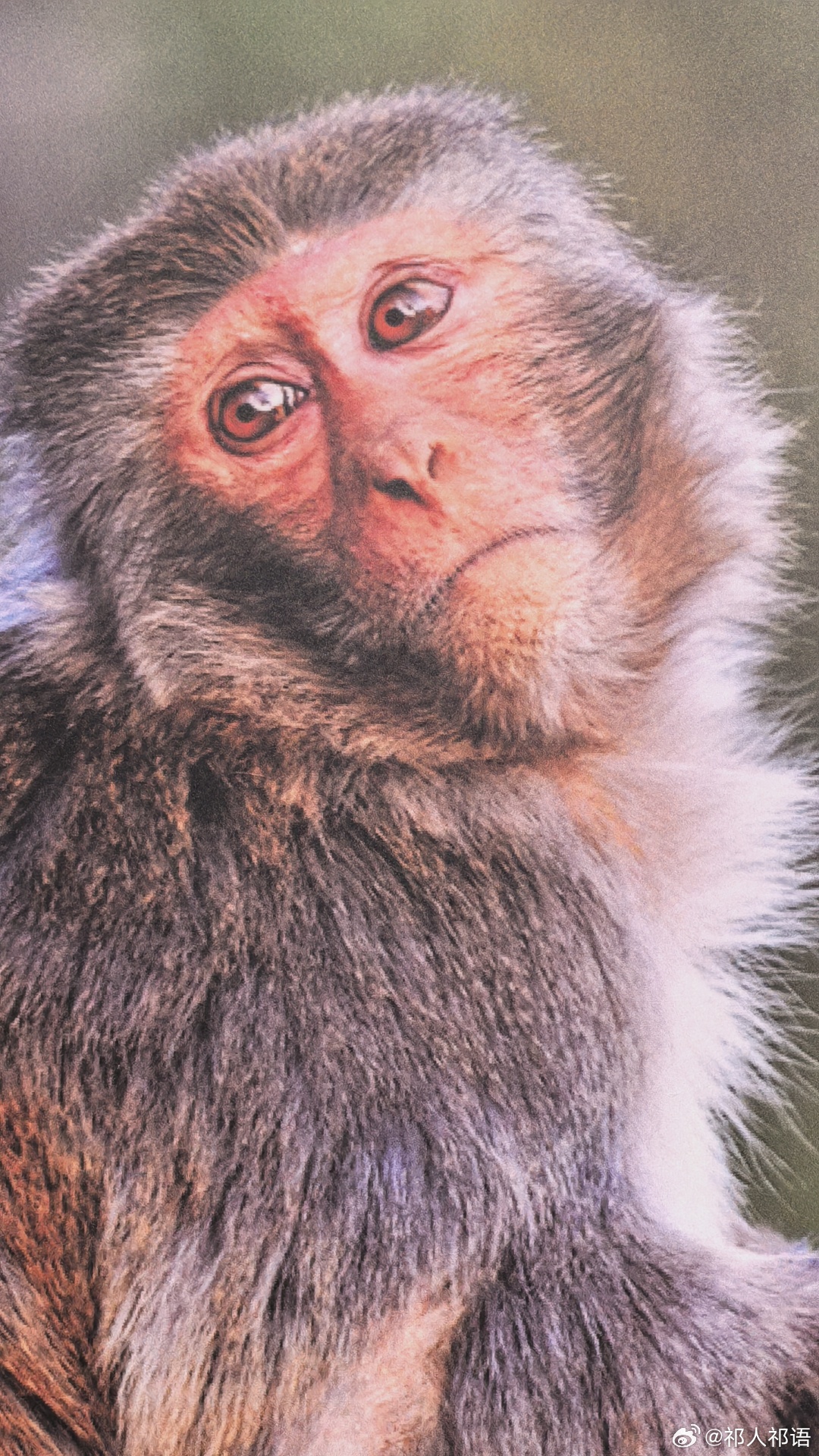 这是猕猴，国家二级保护动物。主要分布在南方各省，以广东、广西、云南、贵州等地分布