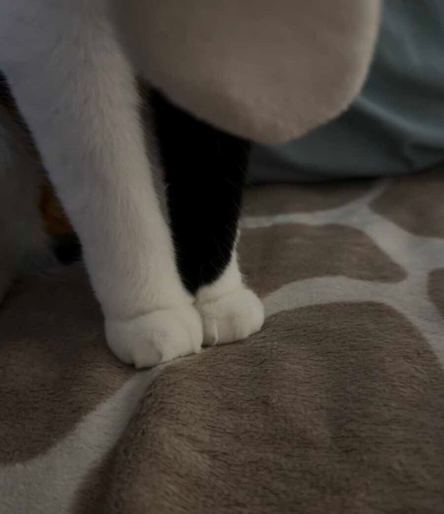 谦逊请求搭乘您的肚肚！daily奶牛猫 （投稿：） 