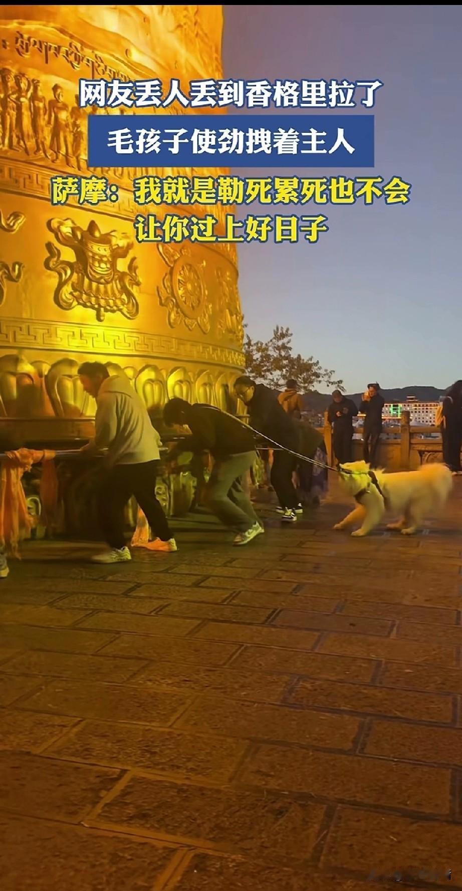 男子带着自己的萨摩犬去香格里拉旅游，看到了超级大的磨盘，
听人讲转这个摸盘可以给