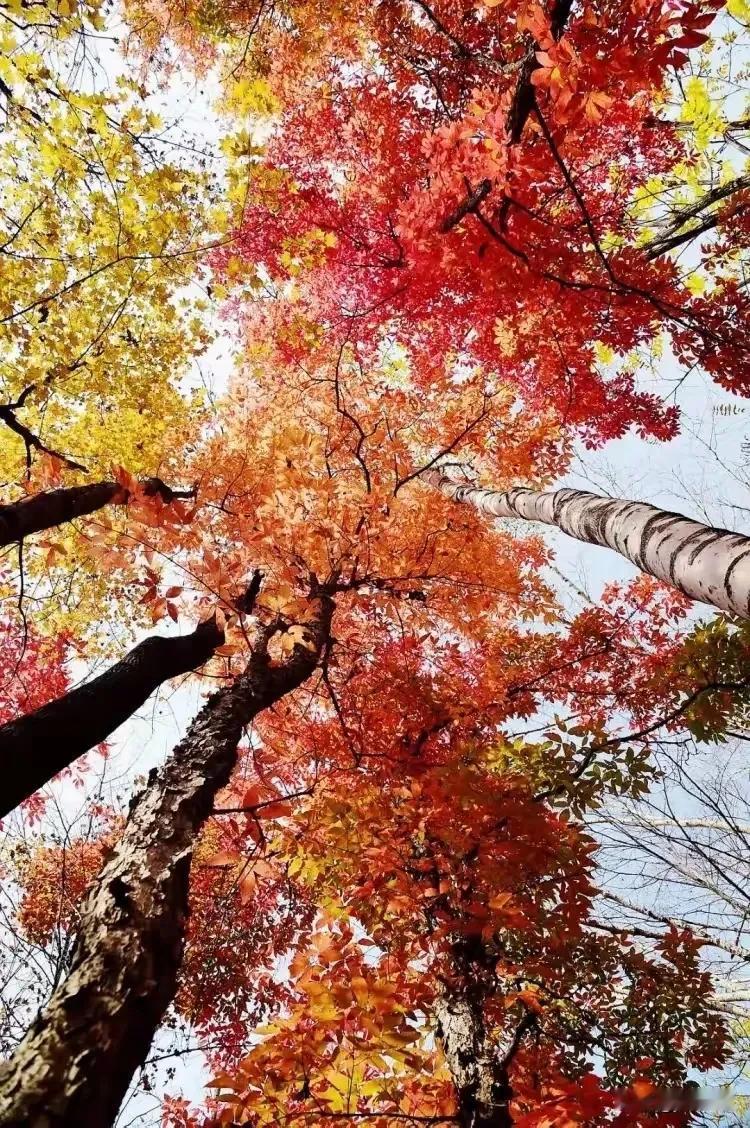七律.重读《西江月.秋收起义》有感
（2024年10月28日）
秋收起义定魂惊，