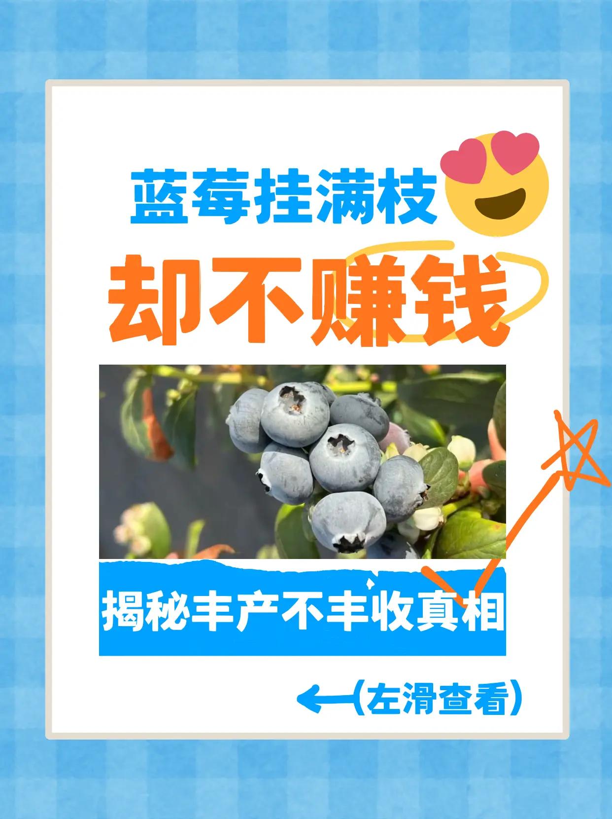 蓝莓挂满枝，却不赚钱，揭秘丰产不丰收真相。蓝莓种植