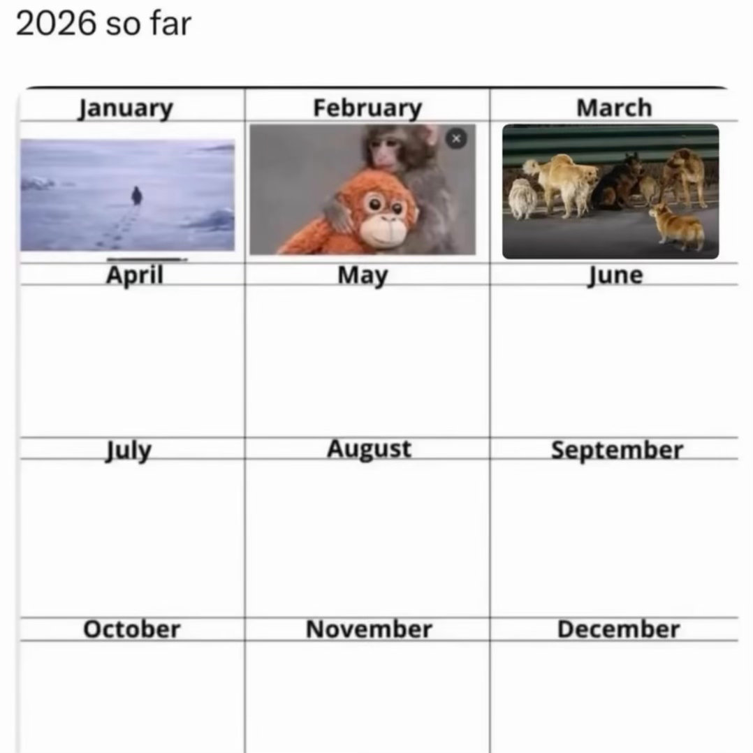 2026年第一季度动物网络热梗 