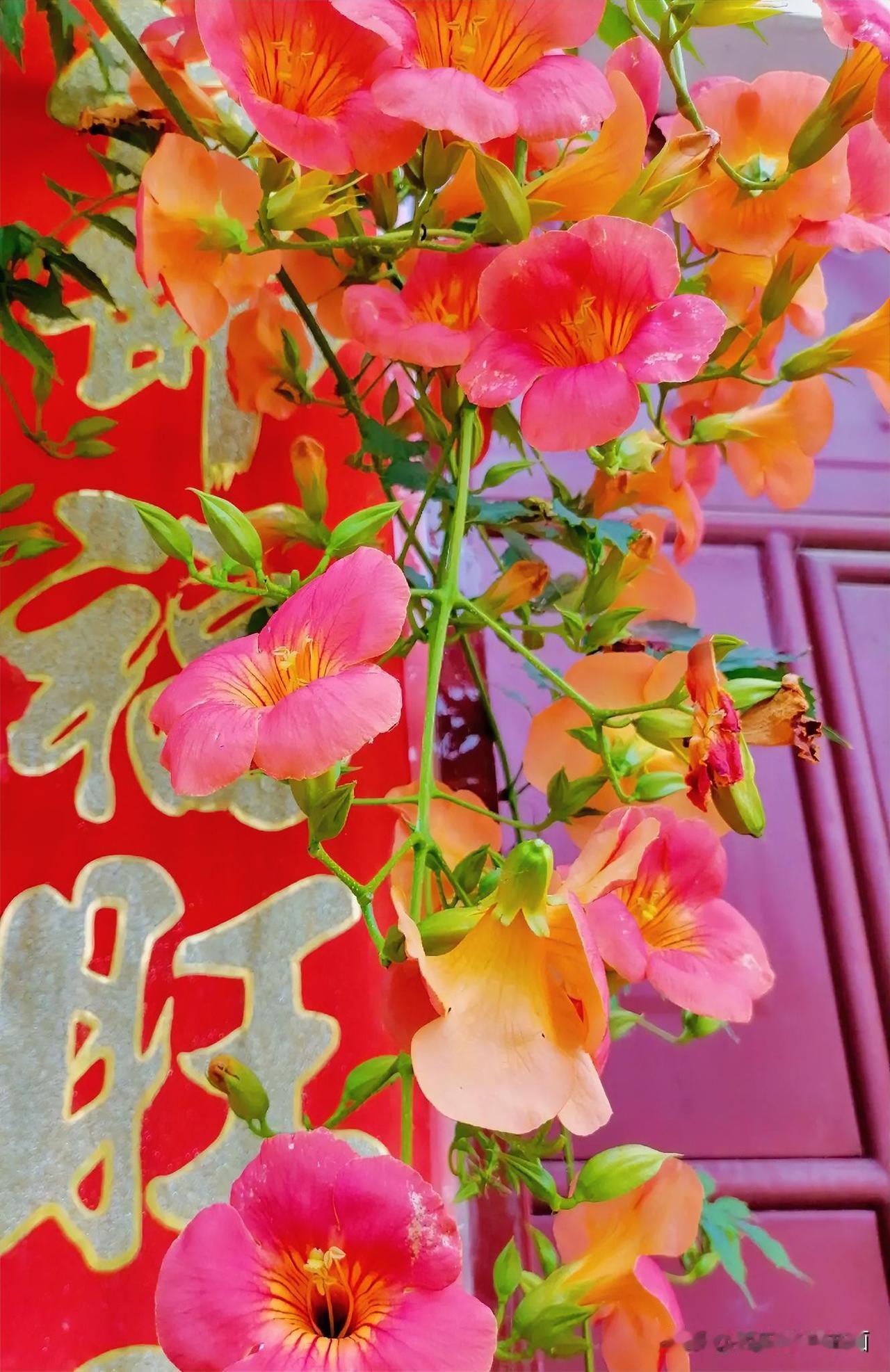 《福旺（李林摄于汉中城固）》