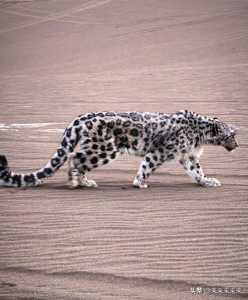 雪山之王误入沙漠：一场跨越千里的奇遇与救援
 
世人皆知雪豹为“雪山之王”，栖于