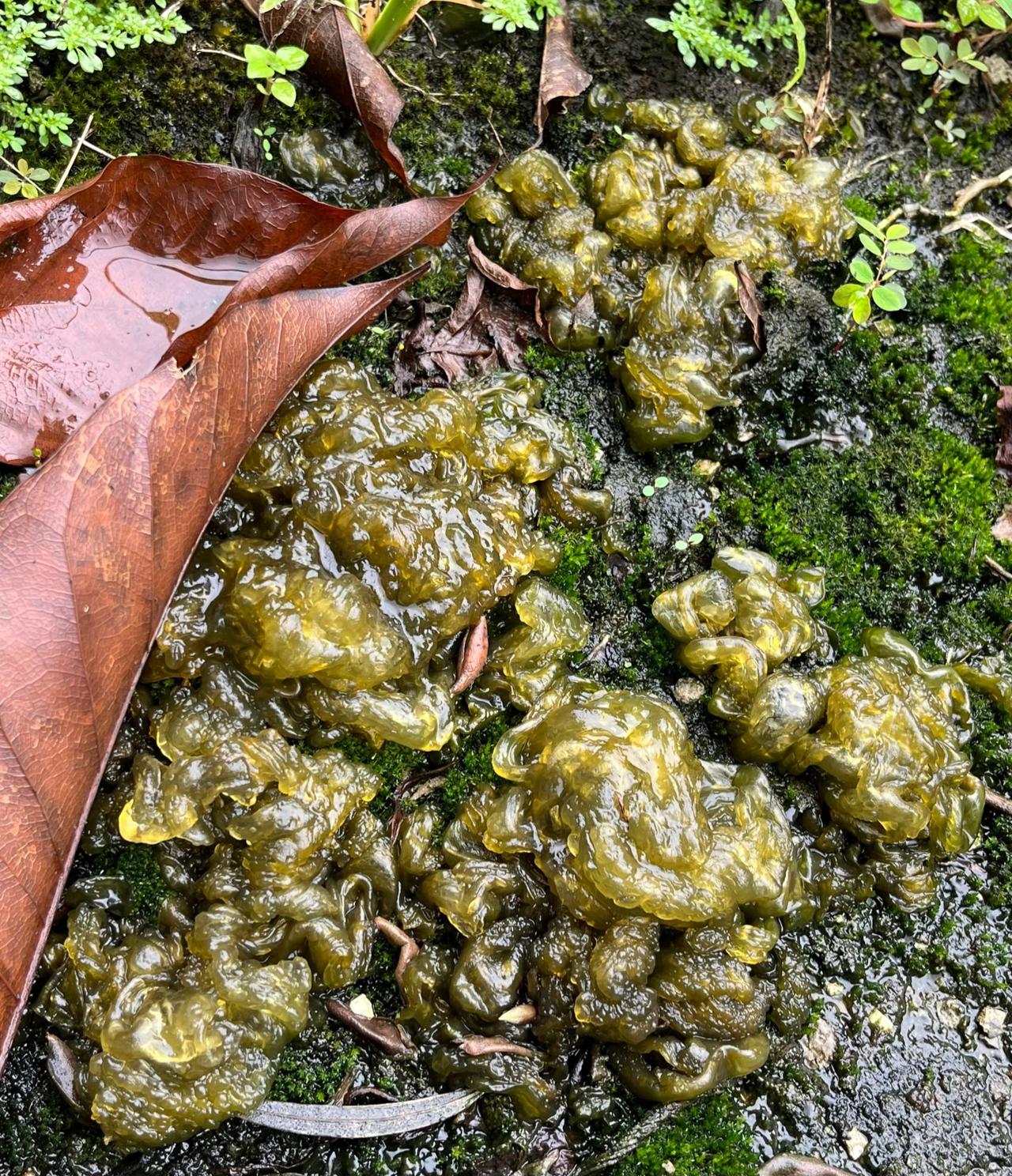 软糯糯的地皮菜有吃过的吗？
它的名字叫地皮菜
也叫地木耳、雷公菌或者地软
在三四