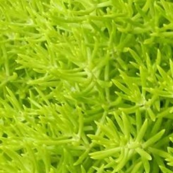 种植 🍃佛甲草的养殖方法1.选择合适的容器：佛甲草可以种植在花盆、玻璃瓶等容器