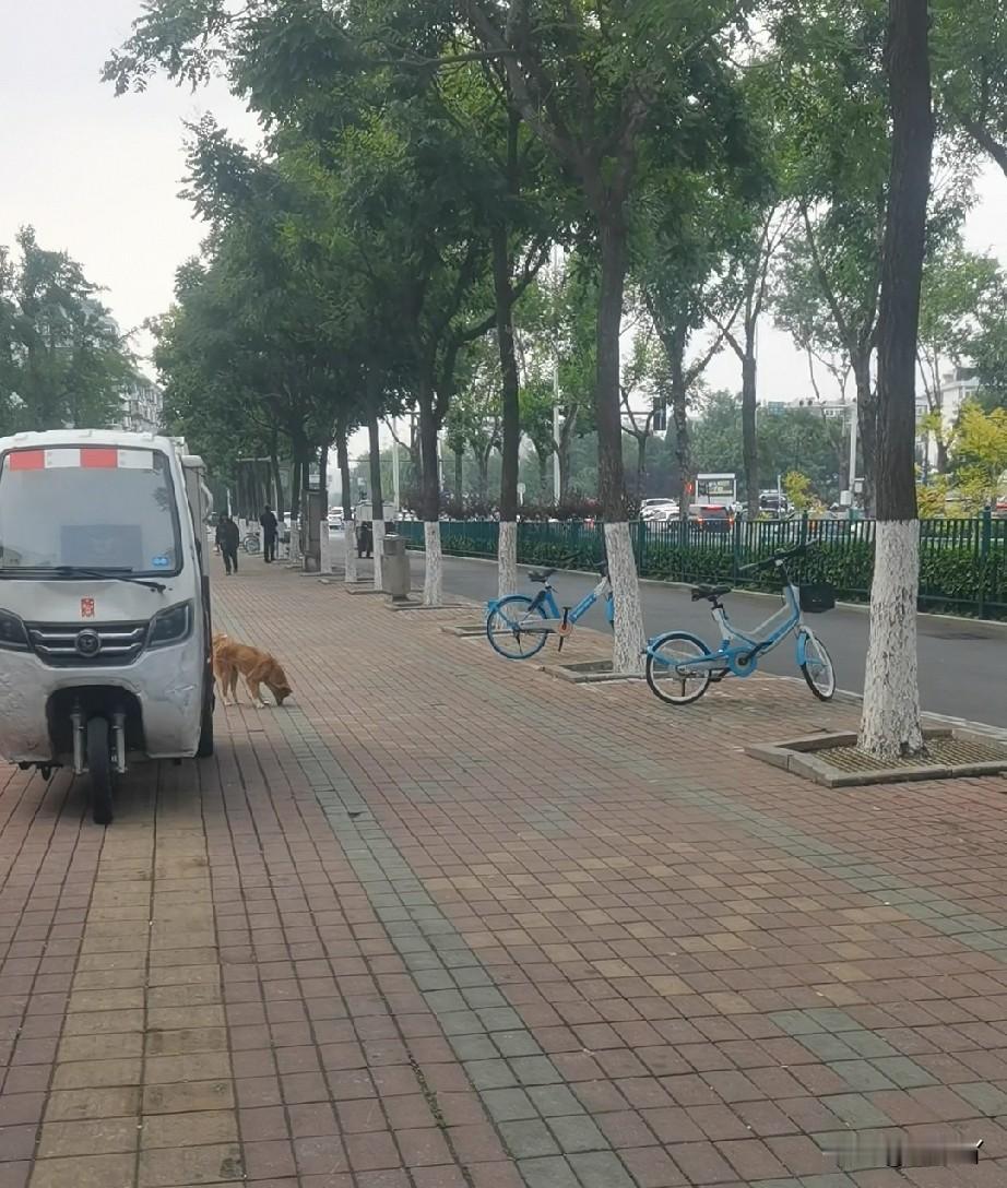 我严重怀疑秦皇岛就是一座宠物友好城市。

超市里，亲眼看到过多起带狗进入的情况，