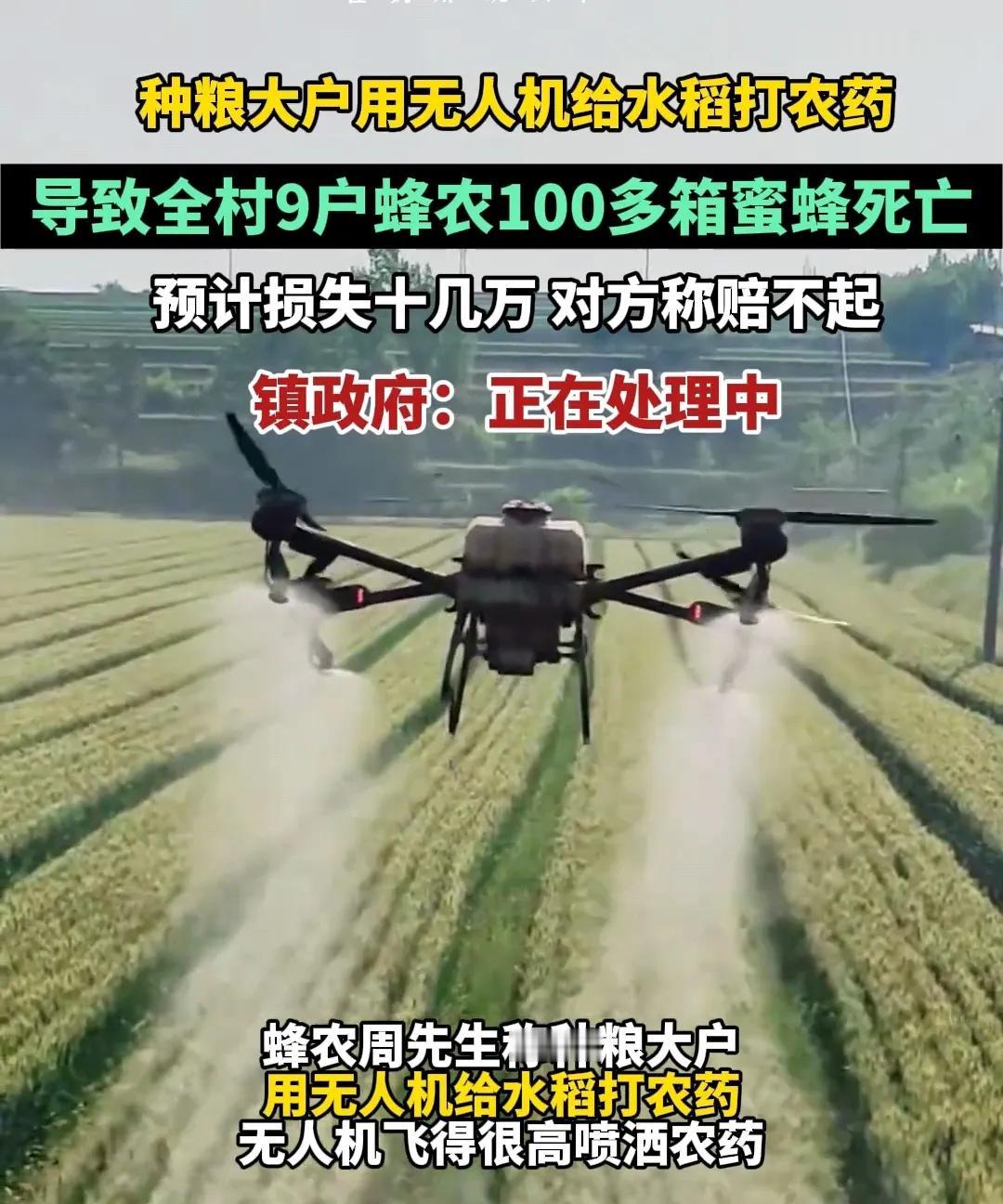 农户该不该赔偿？福建南平一种粮大户用无人机给水稻打农药，导致全村9户蜂农100多