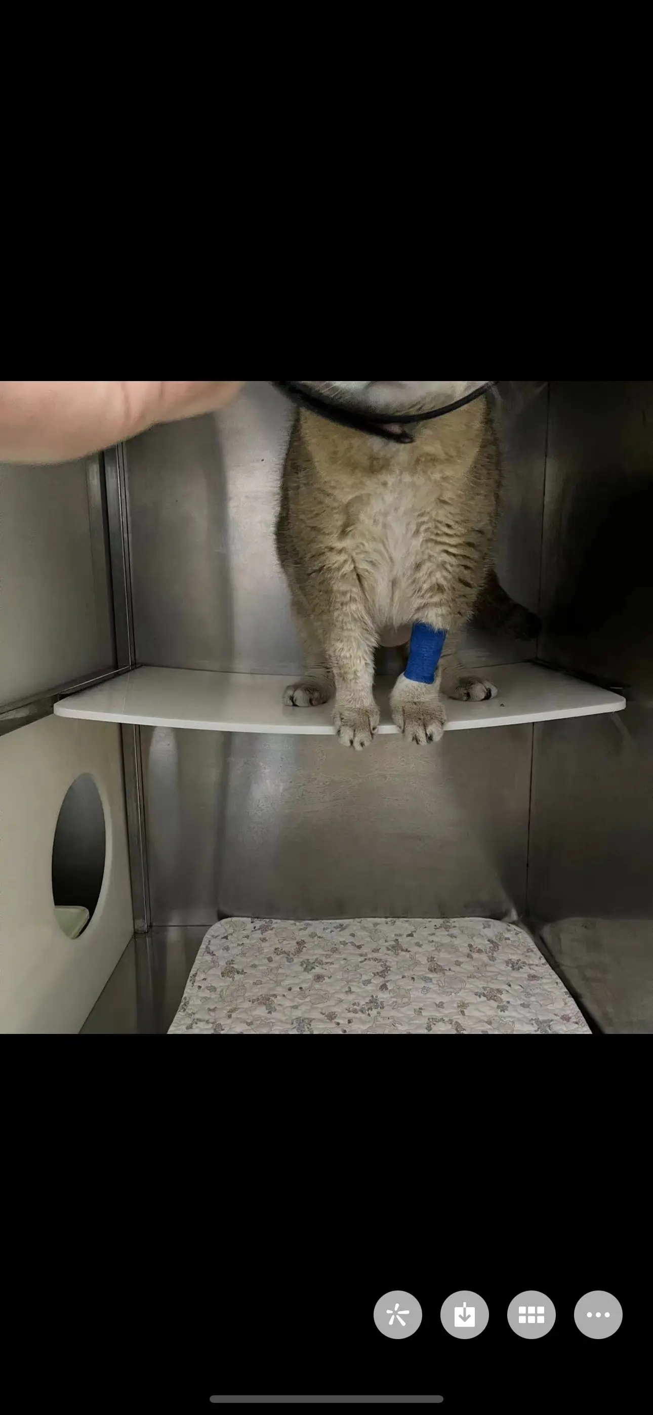 胖胖肠胃炎住院结果太能吃把医院的床压弯了