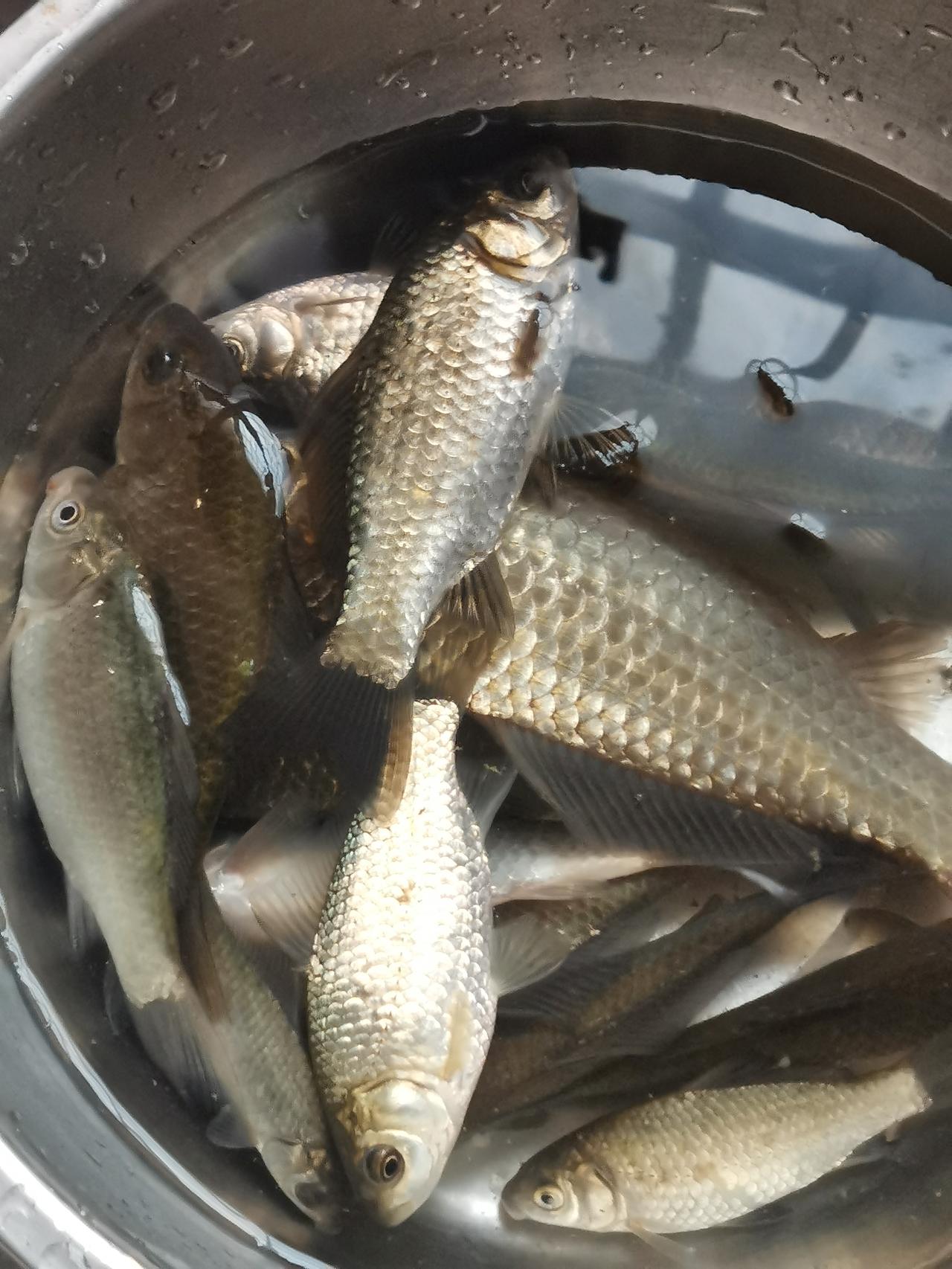 流水鱼靠边，静水在中间，这边济河，长年流水，河面有宽有窄，基本上都是用3.6/5