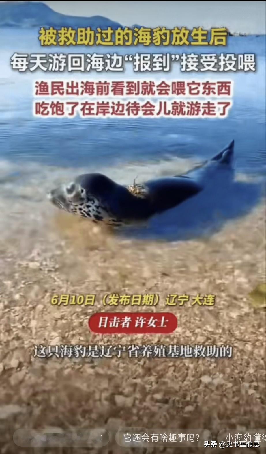 辽宁大连有只小海豹，之前受伤被养殖基地救了下来，悉心照料痊愈后，大家就把它放回了