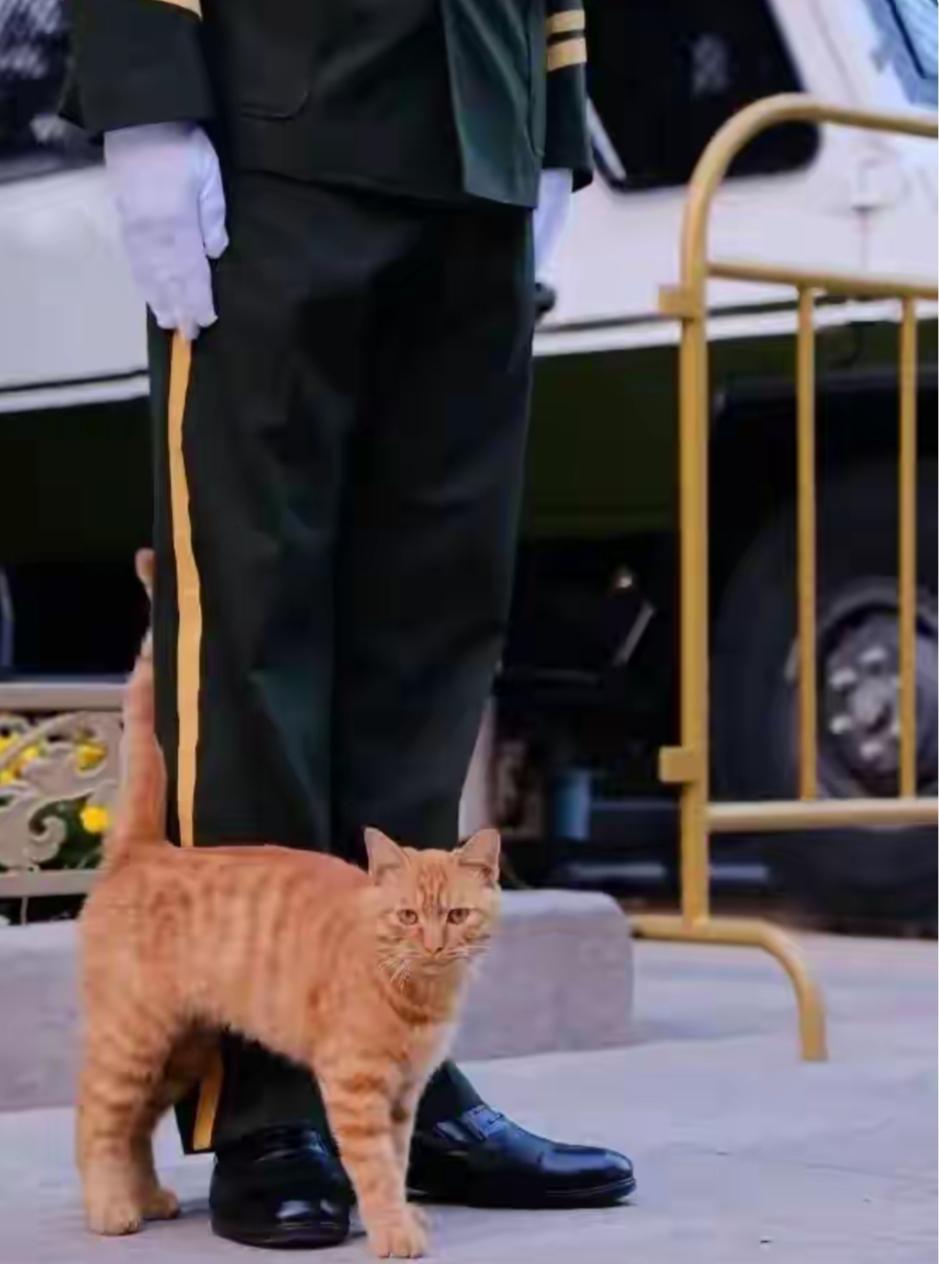 北京故宫内陪武警站岗的“小橘猫”，真是故宫内一道亮丽风景线！