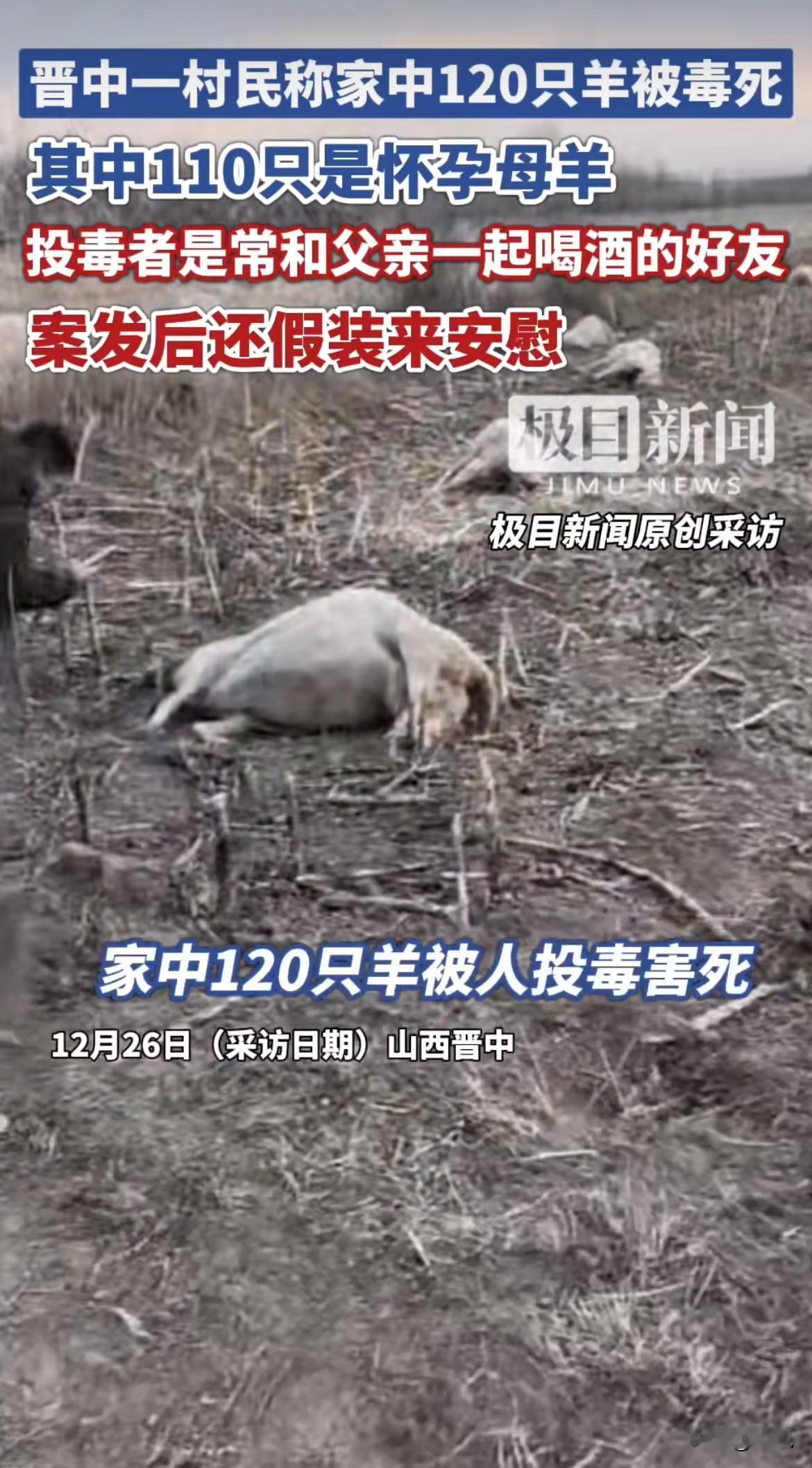 太让人愤怒了！山西晋中一个村民家，一夜之间120只羊被毒死，场面惨不忍睹。更可恨