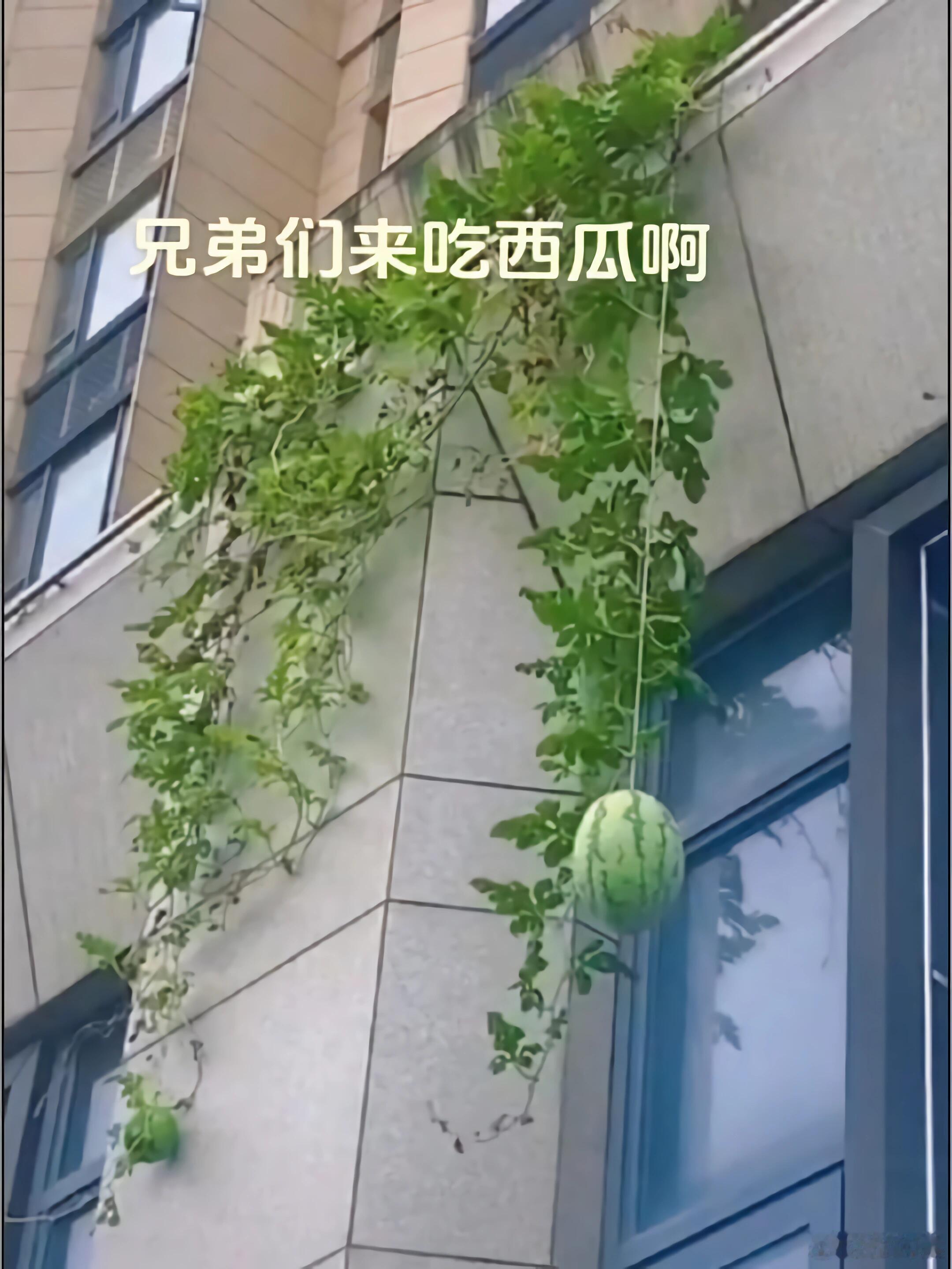 如果一直不摘它，它最后的归宿是什么？搞笑